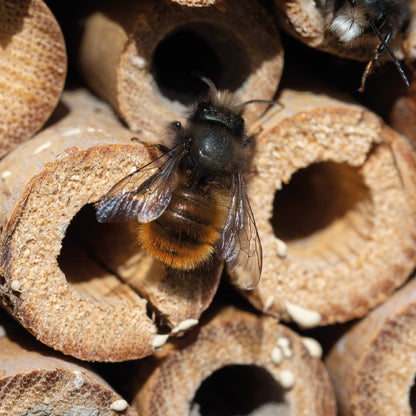 Insektenhotel aus Holz LUDOVICA